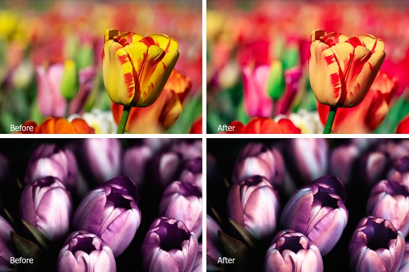 Tulips Lr Presets