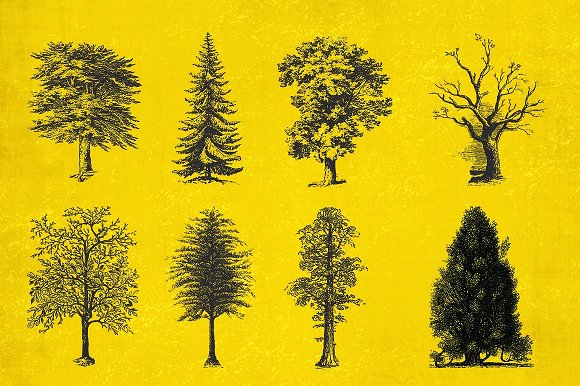 37 Vintage Tree Illustrations