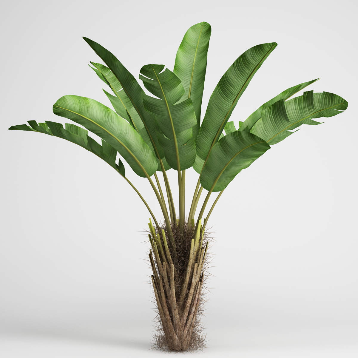 CGAxis Models Volume 15 Exotic Plants