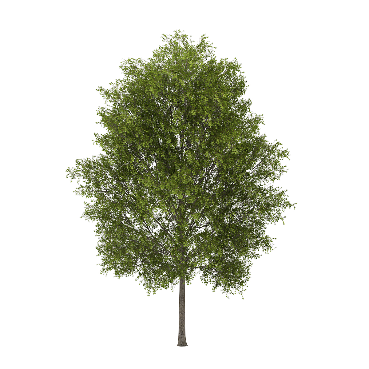 CGAxis Models Volume 34 Trees IV