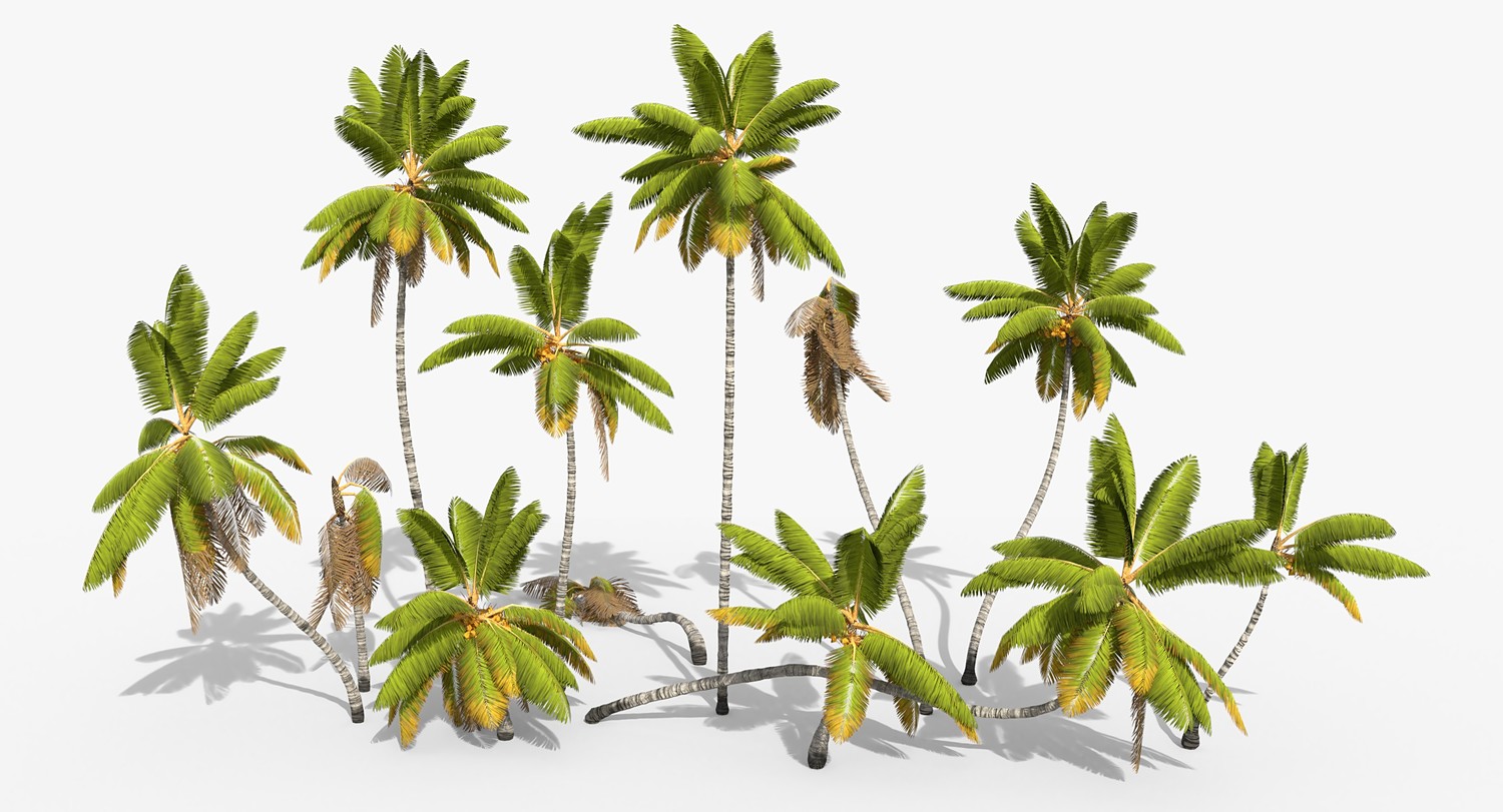 Coconut Palm Trees Asset 1