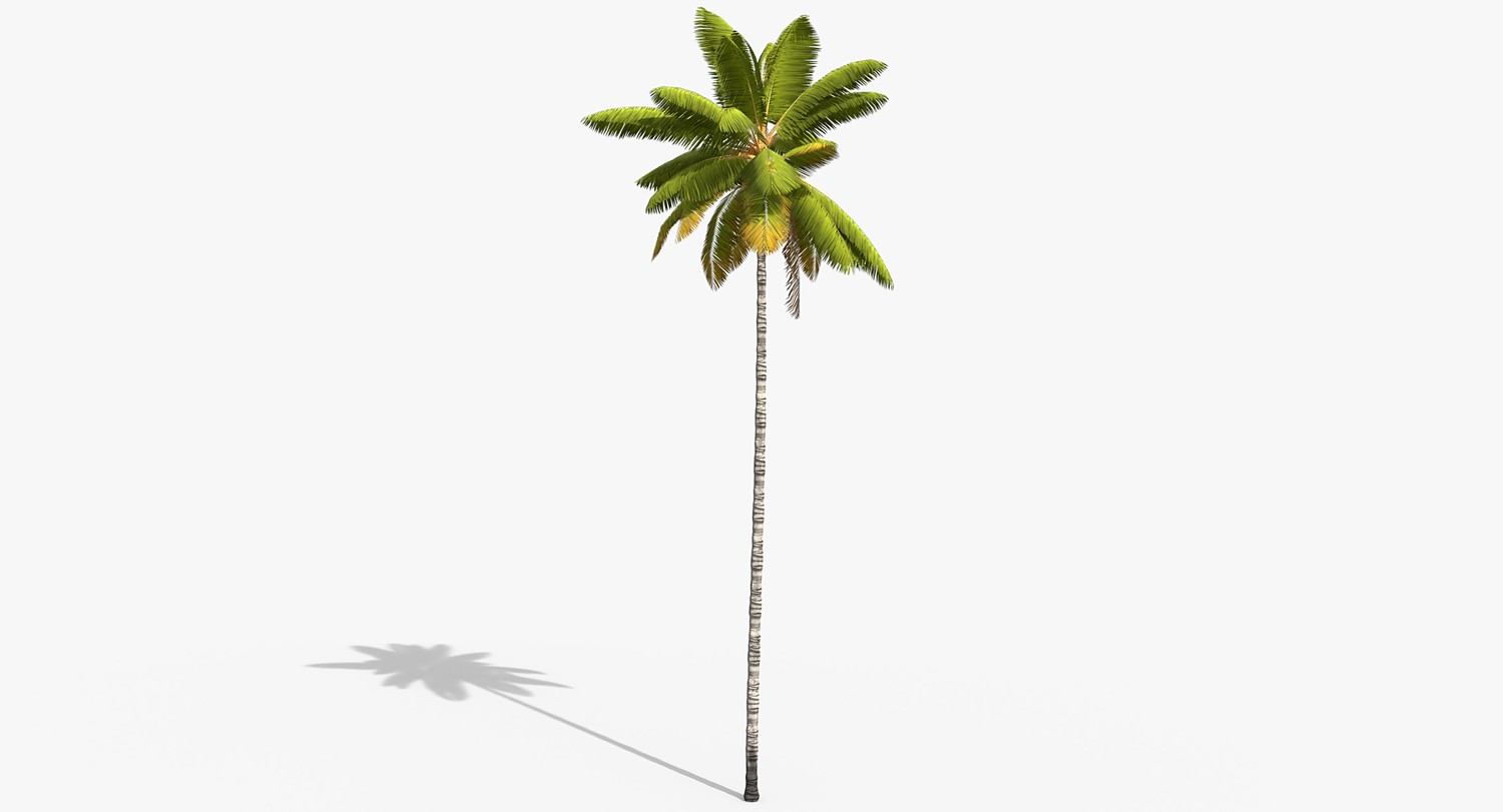 Coconut Palm Trees Asset 1
