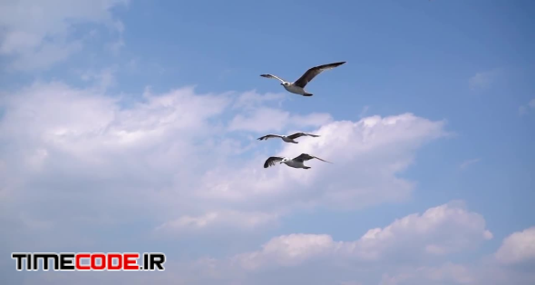Seagulls And Blue Sky slow motion