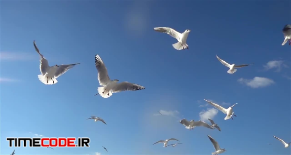 Birds Flying In The Sky