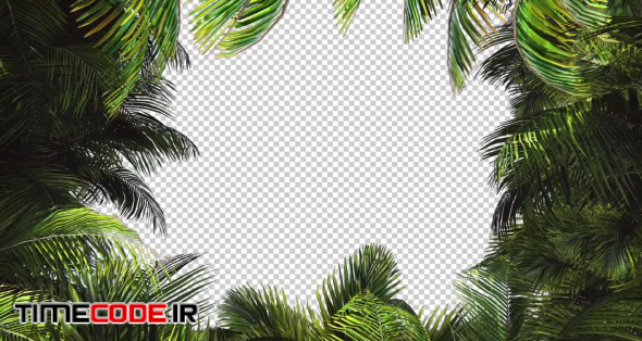 Palm Tree Branches Frame