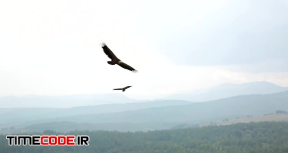 Griffon Vultures Flying Over Forest