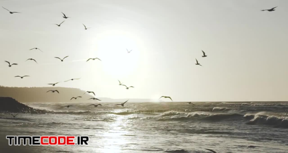 Sunrise Seagulls