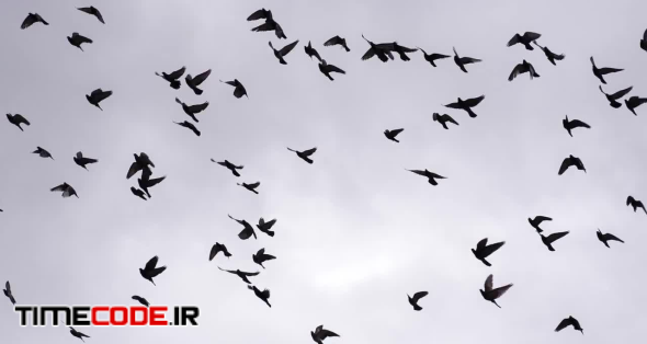 Birds Flying In Circles