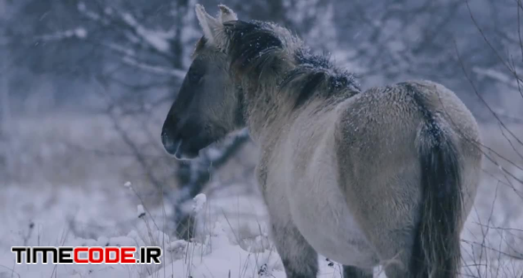 Wild Horse Standing In Forest