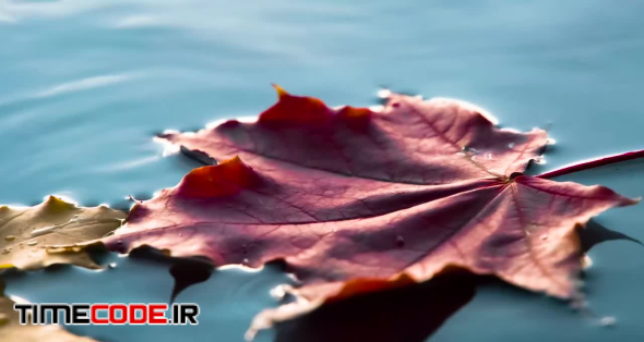 Leaf Falls Into Water