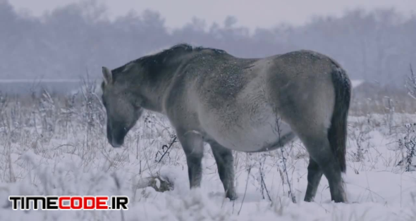 Horse On A Snowy Field