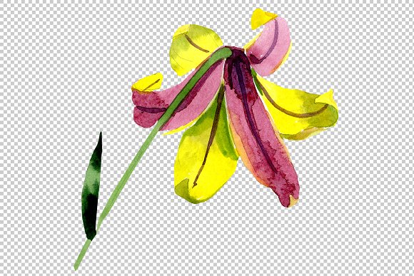 Wildflower Lemon Lily PNG Watercolor