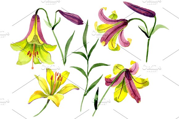 Wildflower Lemon Lily PNG Watercolor