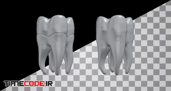 White Realistic Tooth