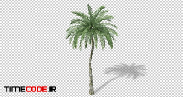 Growing Tropical Tree BG 4K