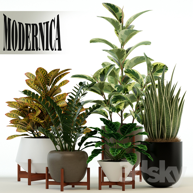 Plants Collection 75 Modernica Pots