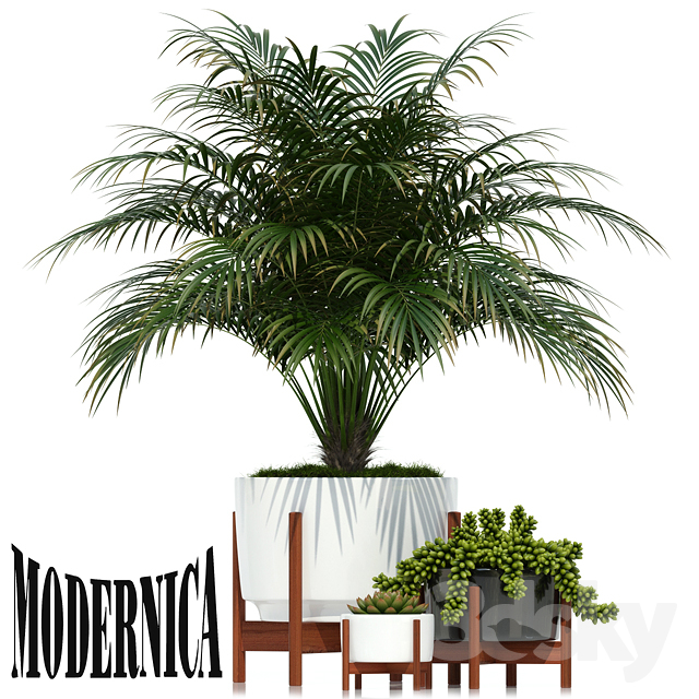 Plants Collection 68 Modernica Pots