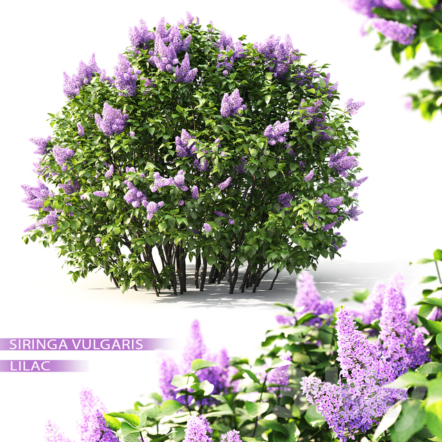 Lilac Blooming №2