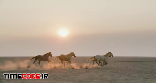 Wild Horses Gallop On Salt Flats At Sunset With Plane In Backgroun In Nevada Wilderness Cinematic Slow Mo