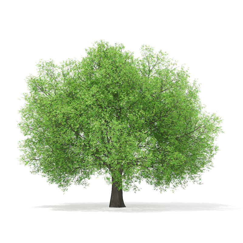 دانلود مدل آماده سه بعدی درخت