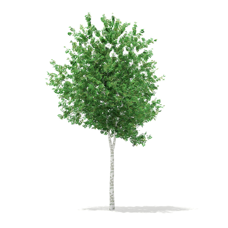دانلود مدل آماده سه بعدی درخت