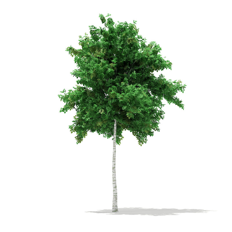 دانلود مدل آماده سه بعدی درخت
