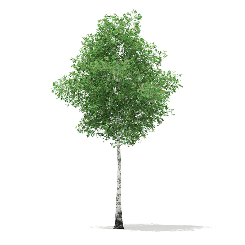 دانلود مدل آماده سه بعدی درخت