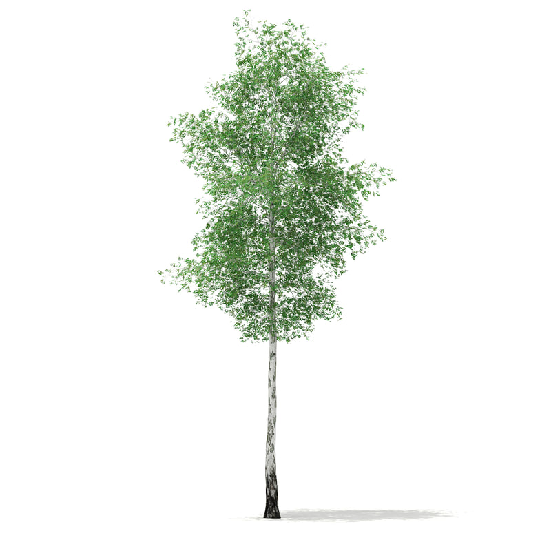 دانلود مدل آماده سه بعدی درخت