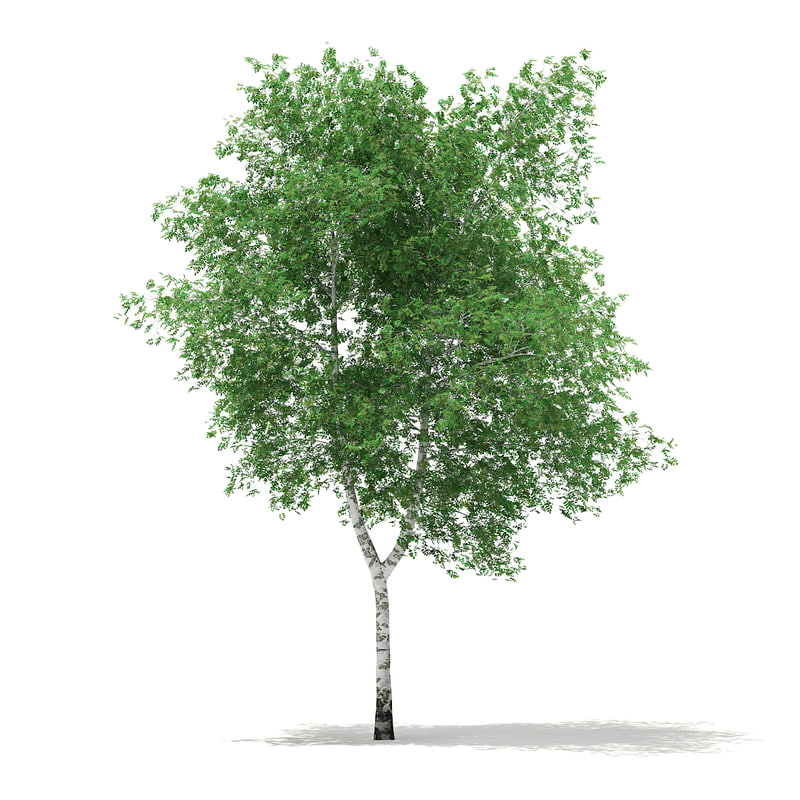 دانلود مدل آماده سه بعدی درخت