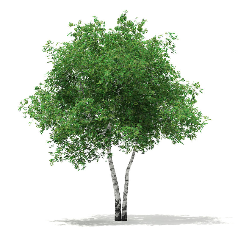 دانلود مدل آماده سه بعدی درخت
