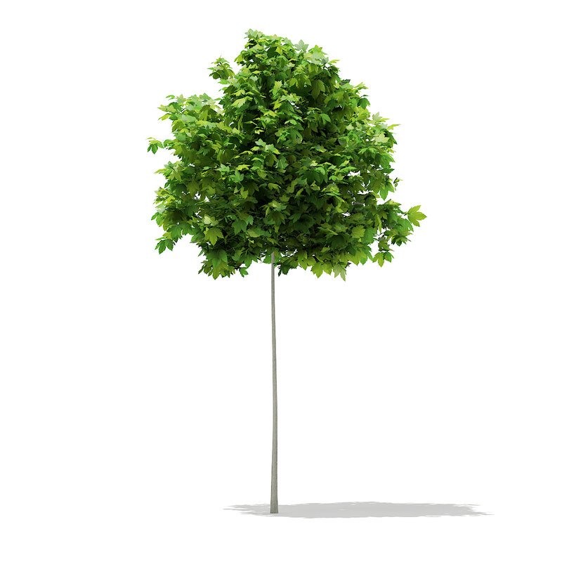 دانلود مدل آماده سه بعدی درخت