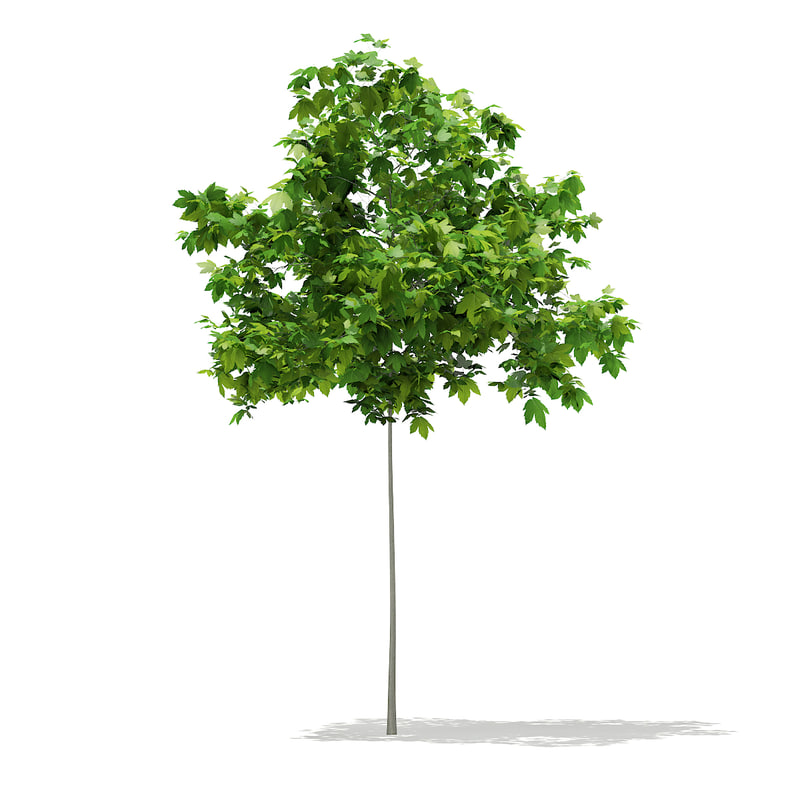 دانلود مدل آماده سه بعدی درخت