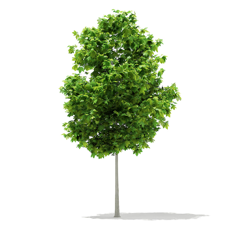 دانلود مدل آماده سه بعدی درخت
