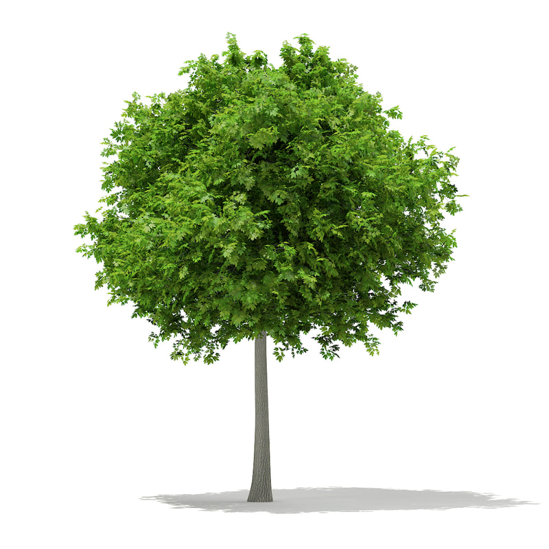 دانلود مدل آماده سه بعدی درخت