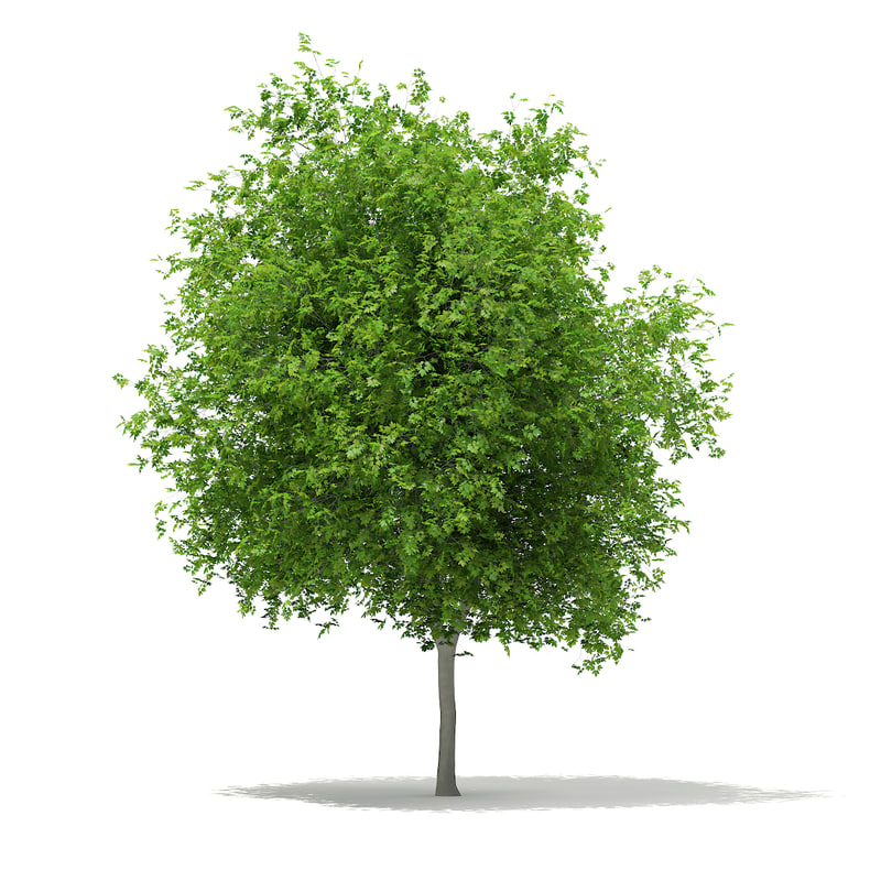 دانلود مدل آماده سه بعدی درخت