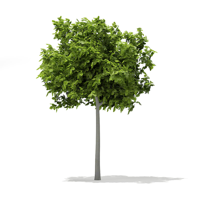 دانلود مدل آماده سه بعدی درخت