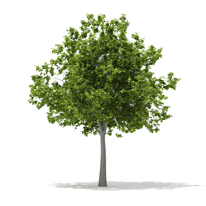 دانلود مدل آماده سه بعدی درخت
