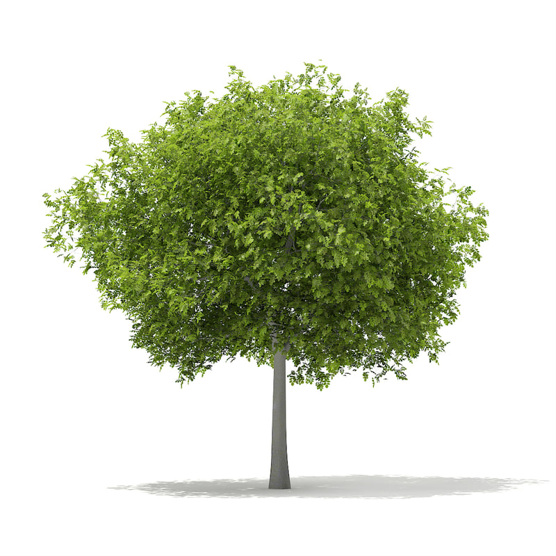 دانلود مدل آماده سه بعدی درخت
