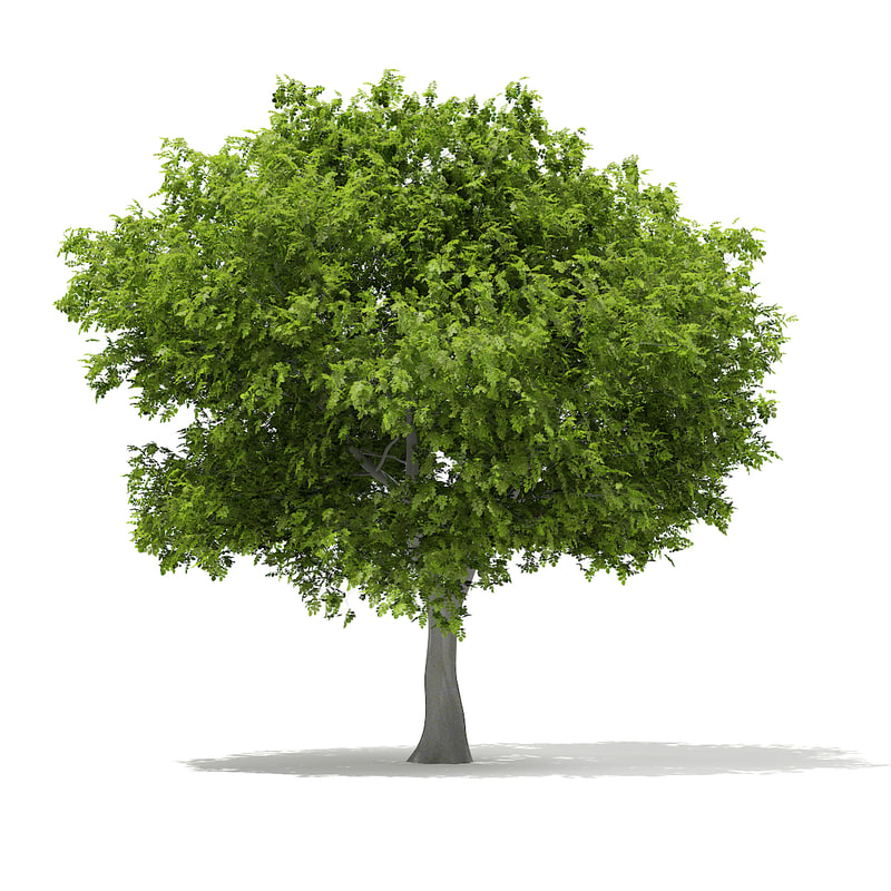 دانلود مدل آماده سه بعدی درخت