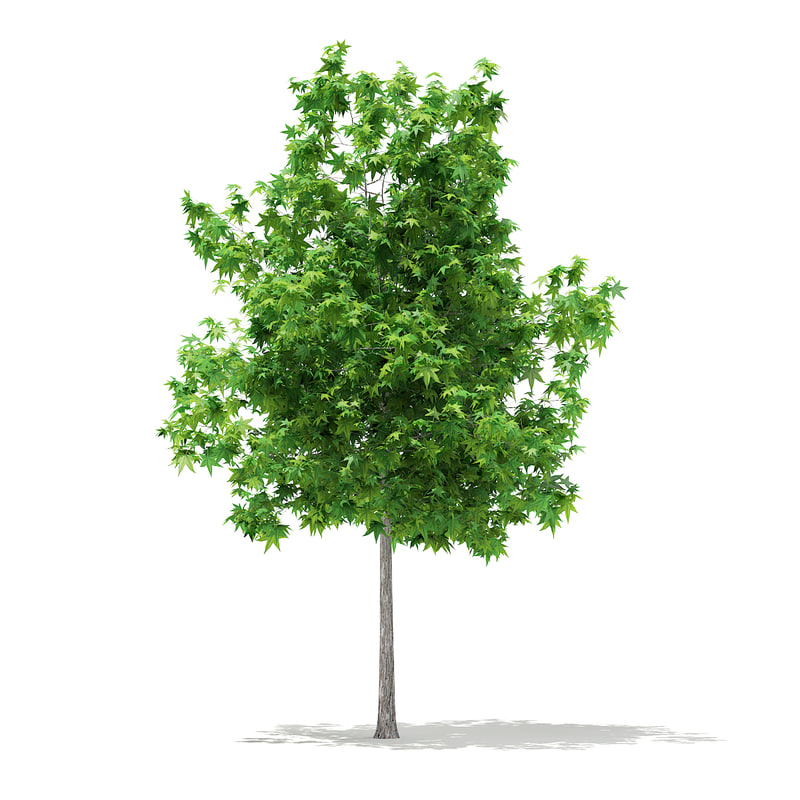 دانلود مدل آماده سه بعدی درخت