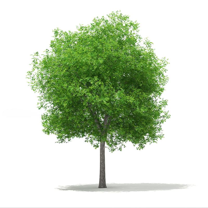دانلود مدل آماده سه بعدی درخت