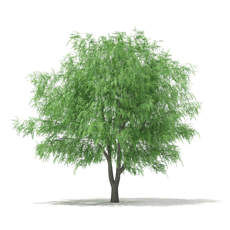 دانلود مدل آماده سه بعدی درخت