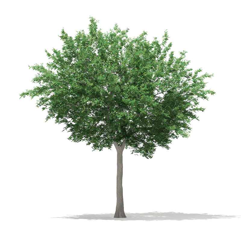 دانلود مدل آماده سه بعدی درخت