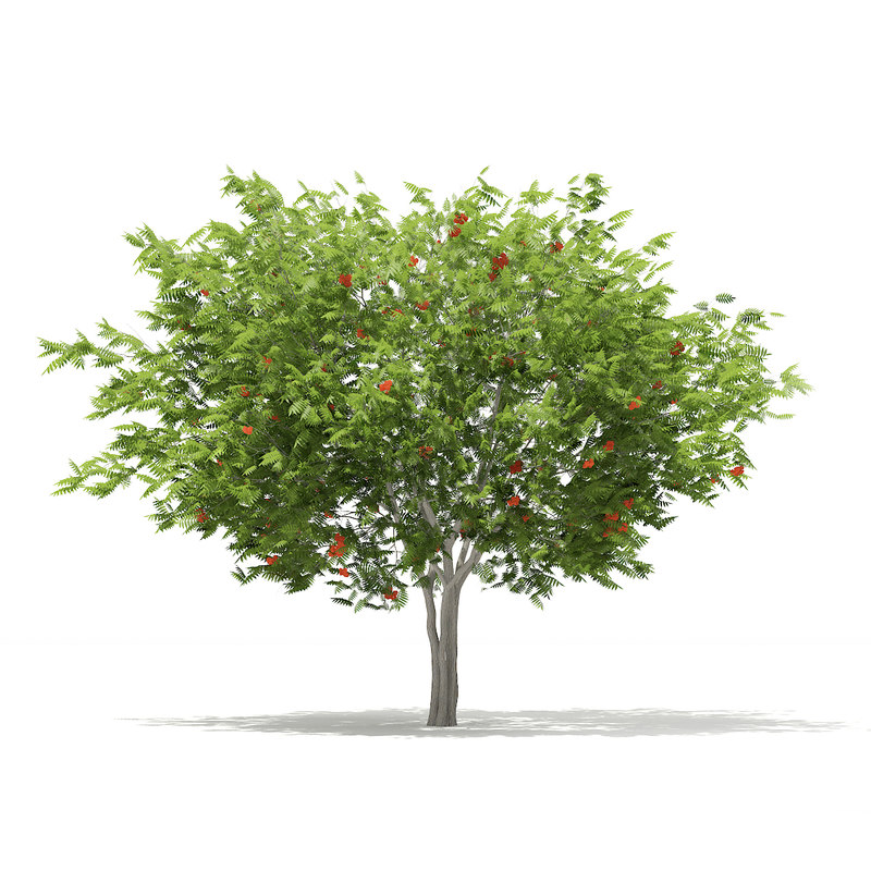دانلود مدل آماده سه بعدی درخت