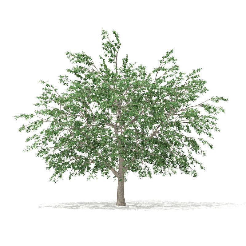 دانلود مدل آماده سه بعدی درخت