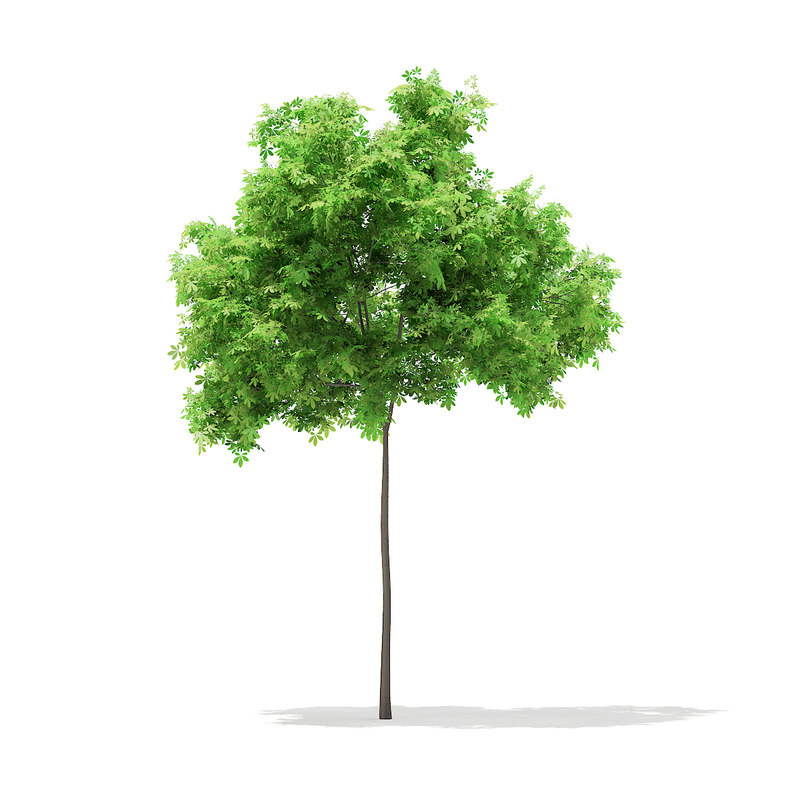 دانلود مدل آماده سه بعدی درخت