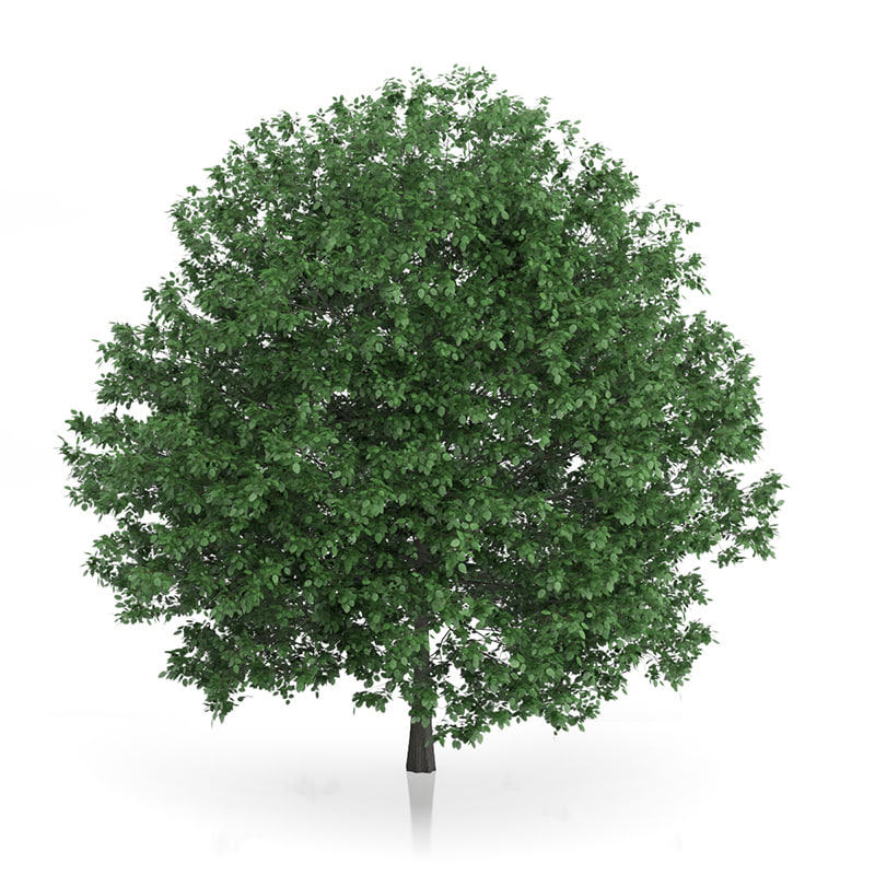 CGAXIS MODELS VOLUME 54 3D TREES V