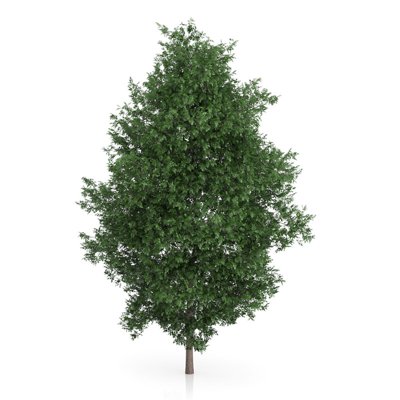 CGAXIS MODELS VOLUME 54 3D TREES V