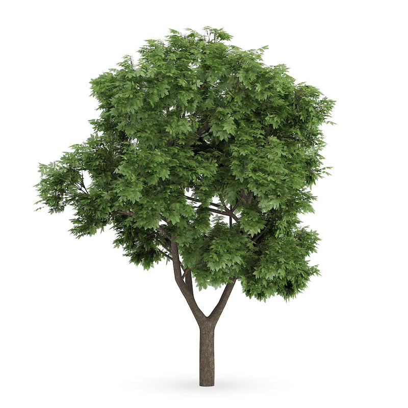 CGAxis Models Volume 62 3D Trees VI