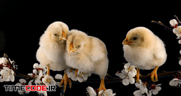 Happy Easter, three little chicken sits on the blossom tree branch, alpha matte channel, transparent background